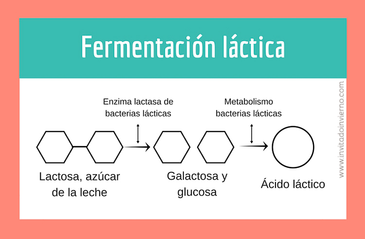 fermentacion lactica