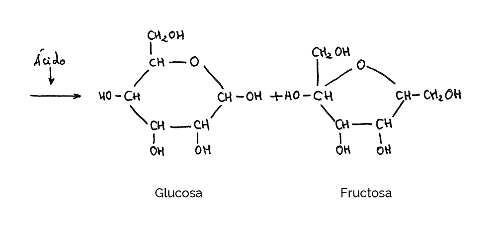 hidrolisis sacarosa